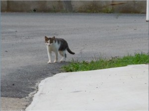 田代島猫1